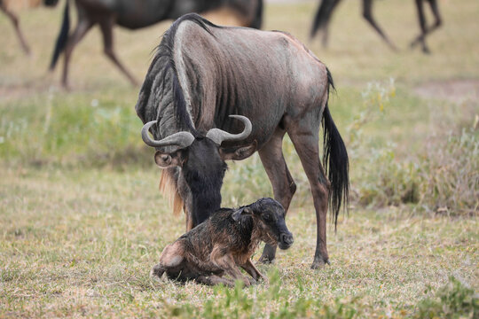 a newly born wildebeest calf is struggling to stand up with the aid of its mother, on the vast savannah of Serengeti, Tanzania