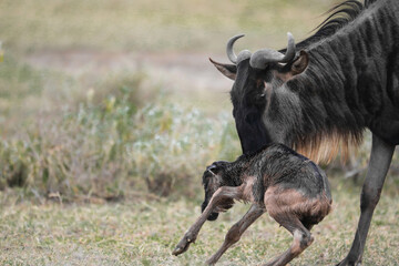 a newly born wildebeest calf is struggling to stand up with the aid of its mother, on the vast savannah of Serengeti, Tanzania