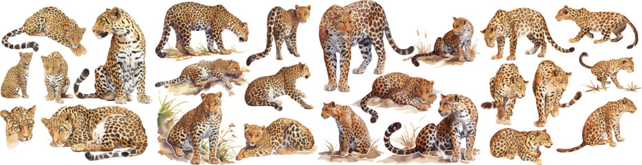 leopart watercolor clipart