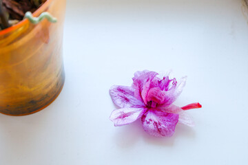 An orchid flower lies on a white surface next to a pot. The petals have a delicate pink-purple hue with white streaks. The pot is orange, with dark spots.