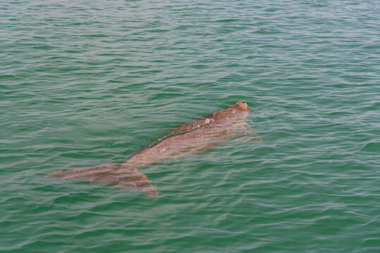 Endangered Thai Dugong swimming in tropical sea and breathe in crystal clear water. Sea cow looks up and take a breath on sea surface. Koh Libong, Trang, dugong is the symbol of Trang, Thailand.