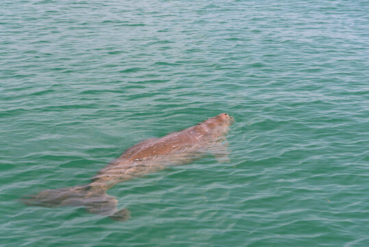 Endangered Thai Dugong swimming in tropical sea and breathe in crystal clear water. Sea cow looks up and take a breath on sea surface. Koh Libong, Trang, dugong is the symbol of Trang, Thailand.