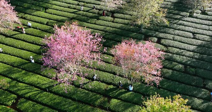 Cau Dat Tea Hill, Da Lat, Vietnam. Pink Cherry blossoms on green background of tea grassland, Beautiful Sakura flowers during spring season, Flora pattern texture, Nature floral background.