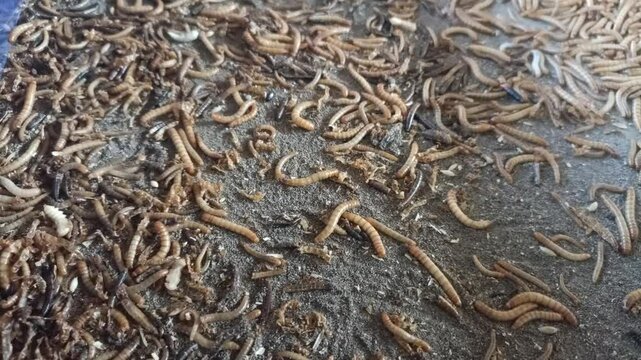 Tenebrio molitor larvae or caterpillars for bird food