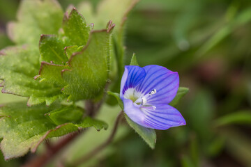 winter speedwell, veronica persica