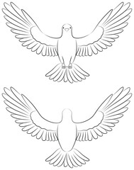 white dove flying outline illustration