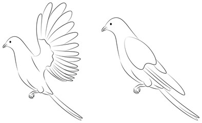 dove of peace line art illustration