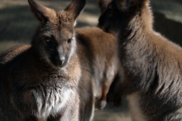 ベネットアカクビワラビー　クローズアップ