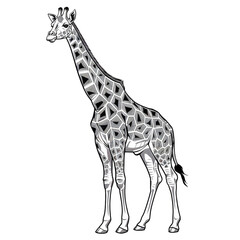 Naklejka premium Tall & Elegant Giraffe Illustration.