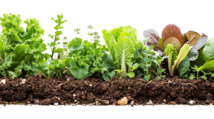 Fresh salad vegetables growing in fertile soil with transparent background