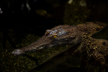 Gharial crocodile partially submerged in dark swamp waters, poking its head out looking at the camera with its yellow reptilian eyes.