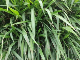 fresh green grass