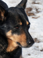 Close-Up Portrait of a Dog Outdoors with Snow and Soil Background
