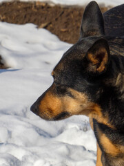 Close-Up Portrait of a Dog Outdoors with Snow and Soil Background