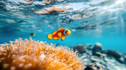 Clownfish swimming gracefully among coral reefs underwater paradise marine life photography tropical waters close-up view biodiversity