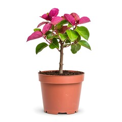 Fototapeta premium Small Potted Plant with Vibrant Pink and Green Leaves