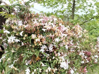 natural pepper flowers macro photo	