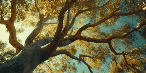Majestic Tree Branches Reach Towards Sunny Sky