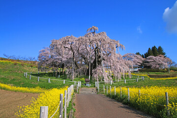 三春の滝桜・日本三大桜（福島県・三春町）