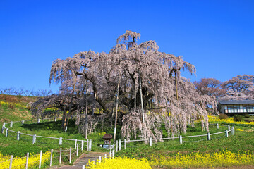 三春の滝桜・日本三大桜（福島県・三春町）
