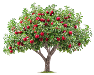 Apple tree with ripe red apples, lush green leaves, and sturdy trunk, symbolizing abundance and nature beauty