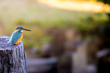 岩にとまるカワセミ