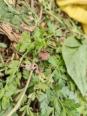 grass bagworm moth psyche casta