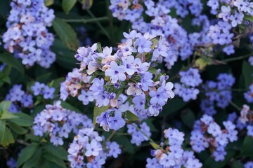purple flowers with green background