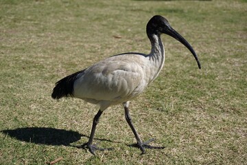ibis walking on green grass