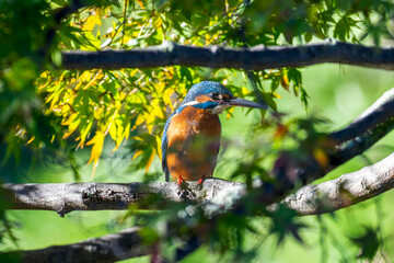 枝にとまるカワセミ