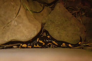 salamandra © Kath