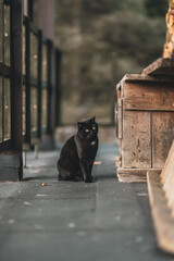 Czarny kot © Kath