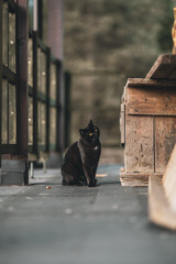 Czarny kot © Kath