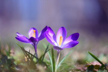 Two spring flower crocus on green grass closeup. Sunny forest on background. Nature photography