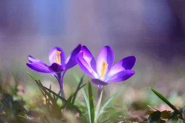 Fotobehang Krokus Two spring flower crocus on green grass closeup. Sunny forest on background. Nature photography  © Ivan Kmit