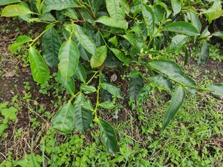 a group of tea plants that grow densely and lushly.