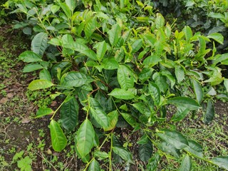 a group of tea plants that grow densely and lushly.