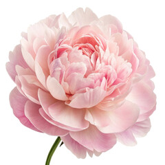Pink Peony Blossom, Full Bloom