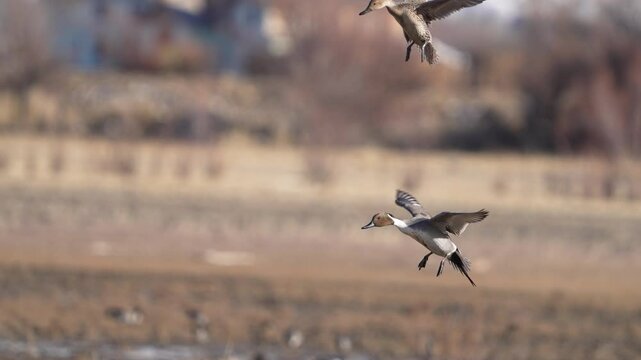 Pair of Pintail ducks flying in to land in slow motion while migrating through Utah.