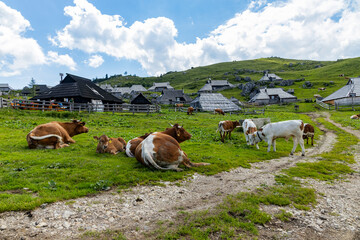 Velika Planina, Kamnik, Slovenia. Lord of the Rings style village. Wooden typical houses, hills,...