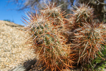 Cactus in Joshua Tree National Park