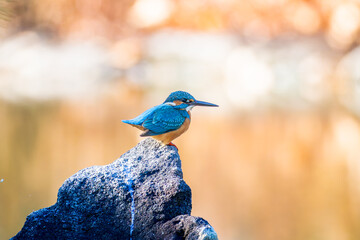 岩にとまるカワセミ