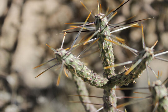Cactus in Joshua Tree National Park