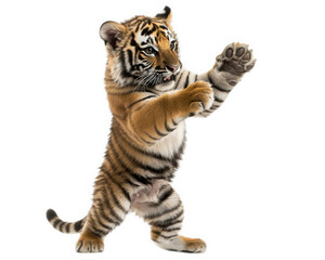 tiger performing playful dance move mid air, showcasing its energetic spirit and agility. This lively scene captures essence of wildlife in motion