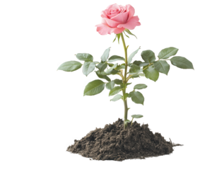 pink rose plant with green leaves growing from dark soil, symbolizing beauty and nature resilience. This captures essence of growth and freshness