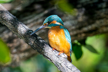 枝にとまるカワセミ