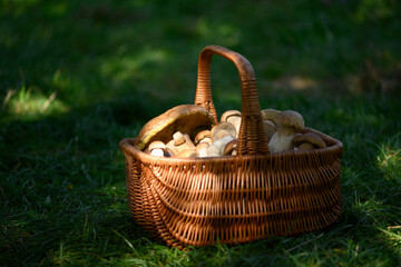 Rustic basket of boletus mushrooms on a forest meadow covered in green lush grass. Wild mushroom...