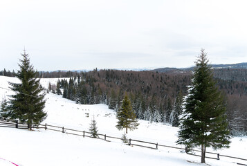Landscape covered with snow in the Carpathian mountains