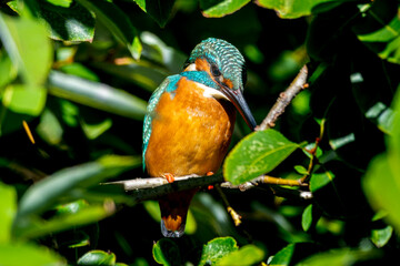 枝にとまるカワセミ