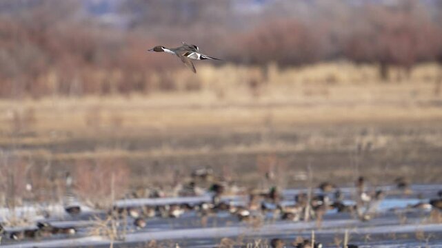 Pintail drake flying in slow motion through field in Utah during migration.